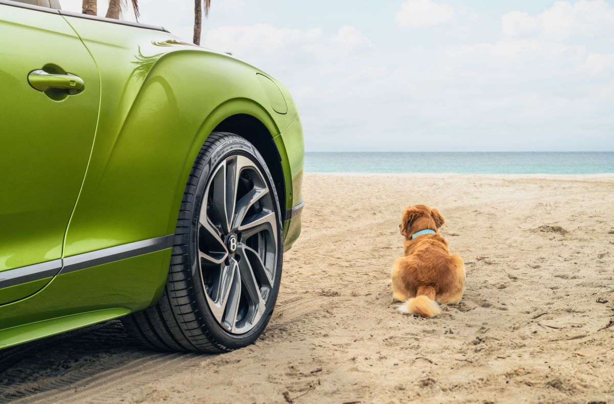 Miami Residences Pet Spa - 7.jpg