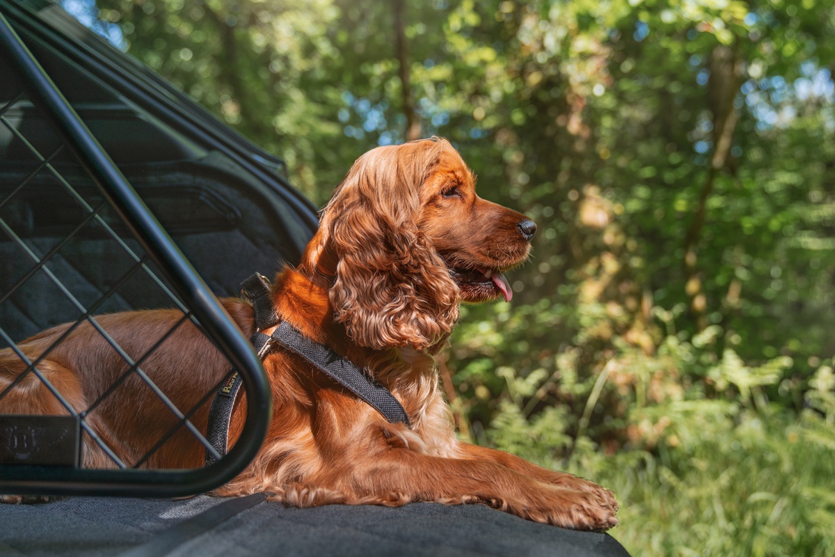 Pet accessories - -3.jpg